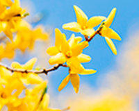 symbol_flower.png